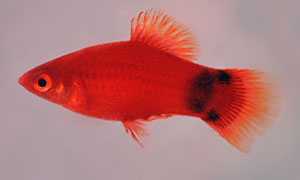 CF233 - Red Mickey Mouse Platy