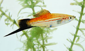 CF313 - Pineapple Wagtail Swordtail