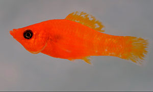 CF411- Orange Safron-Sailfin Molly